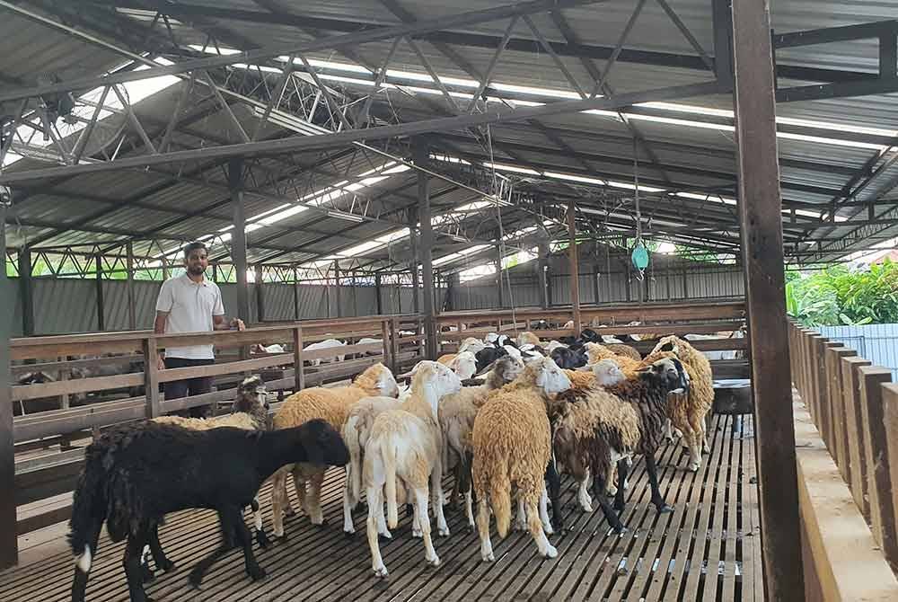 Bermula dengan membela 30 ekor kambing daripada pelbagai baka, kini pemilik Sayyid Royals Agro Farm mempunyai lebih 300 ekor kambing.