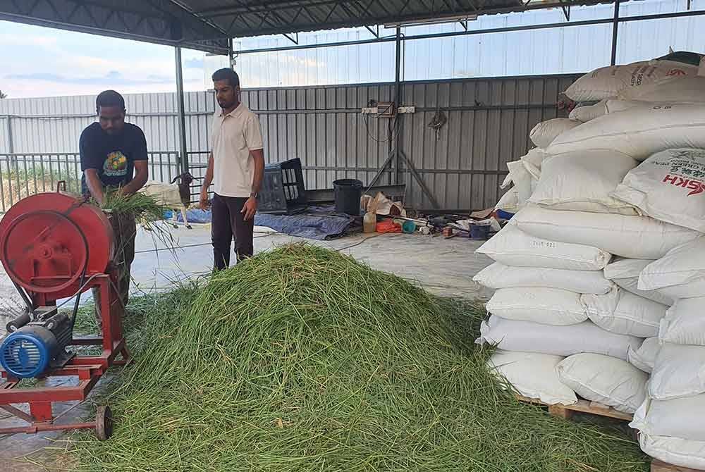 Rumput minyak yang ditanam berhampiran ladang kambing diproses untuk dijadikan sebagai makanan haiwan ternakan.