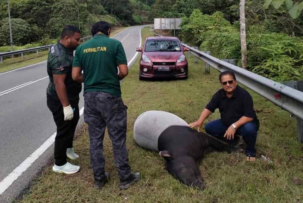 Shafie Ibrahim (duduk, kanan) mendekati tapir selepas dipercayai dilanggar kenderaan berdekatan Kampung Jeram Bungor, Lipis. - FOTO: Pembaca