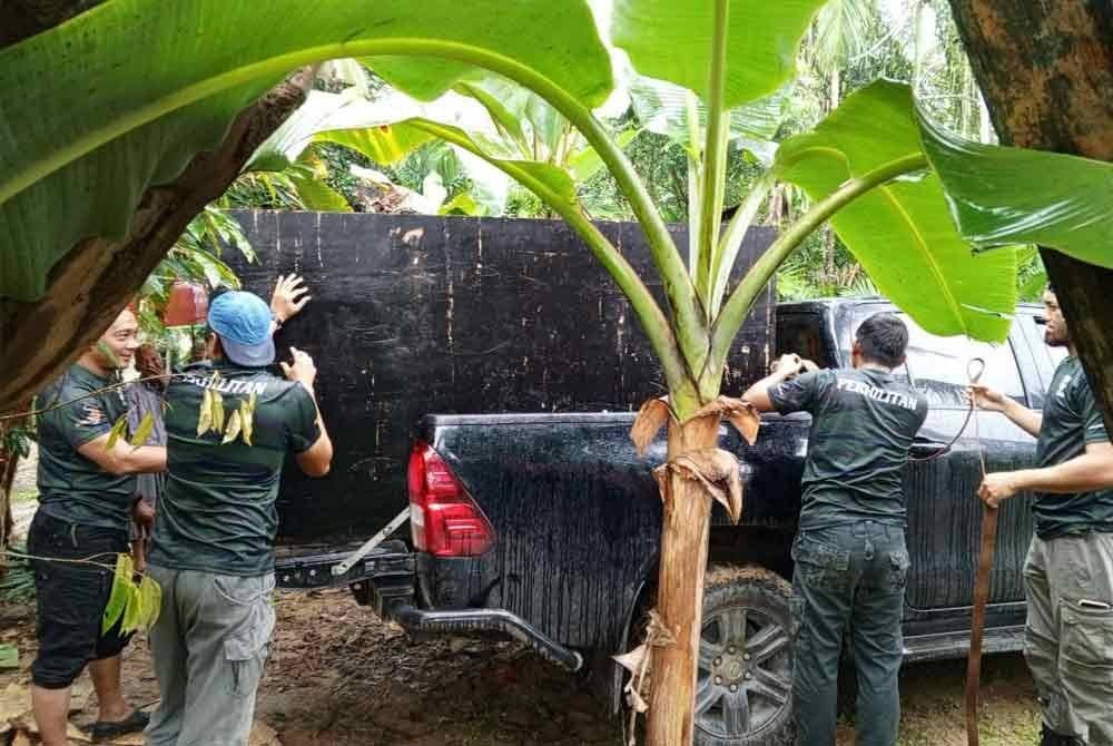 Perhilitan Terengganu menghantar harimau dahan betina yang memasuki perangkap ke NWRC di Sungkai, Perak.
