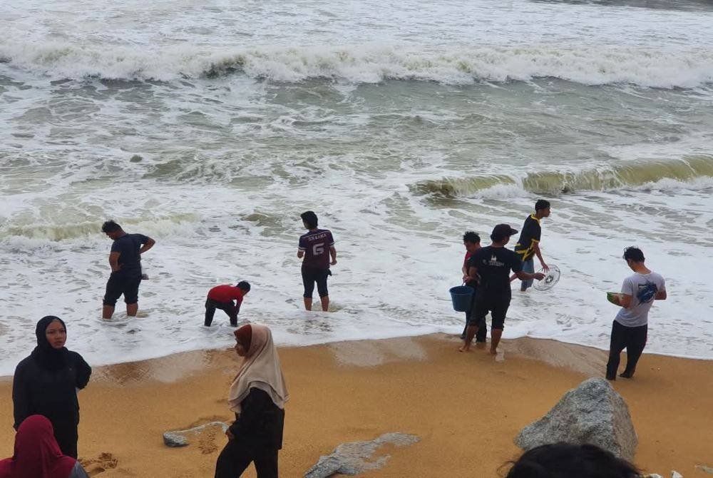 Orang ramai mengambil peluang mengutip kerang yang terdampar di pesisir Pantai Sura, Dungun. Foto Facebook Rohayati Mat Ripin