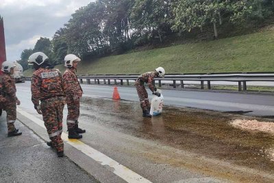 Serbuk kayu seberat 1.2 tan digunakan bagi menyerap kesan tumpahan minyak sawit mentah yang bocor di Kilometer 348.2, Lebuhraya Utara-Selatan arah selatan dekat Bidor. - Foto: Ihsan Bomba Perak