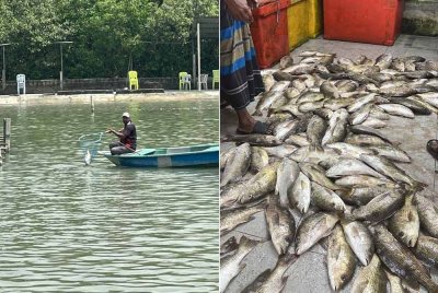 Hampir 500 ikan mati dipercayai telah diracun oleh pihak tidak bertanggungjawab sehingga menyebabkan kerugian mencecah RM100,000 dalam kejadian di Kolam Memancing Sealion 3A, Pelabuhan Klang.