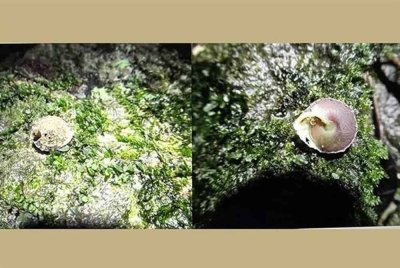 Para saintis Vietnam telah menemui spesies siput baharu yang diberi nama sebagai siput kon Son Doong di Gua Son Doong - Foto: VNA