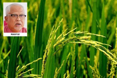 Persaingan antara pengilang menyebabkan harga belian padi tidak konsisten yang ada ketikanya dibeli pada harga RM1,300 hingga RM1,700/tan.