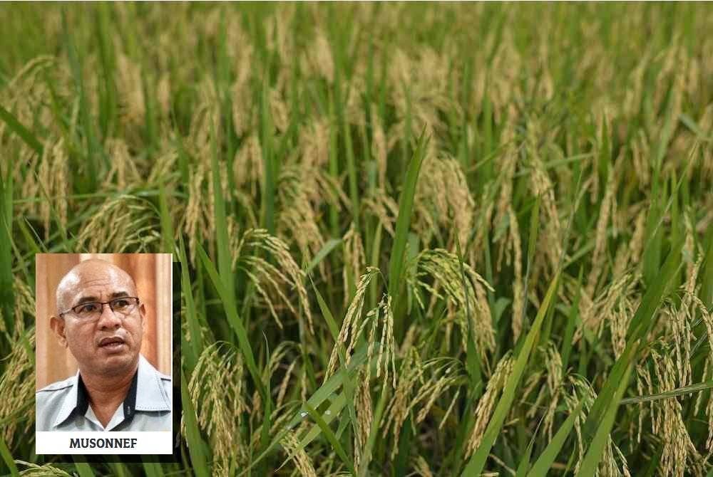 Kerajaan disaran mewujudkan kuota belian padi kepada pengilang khususnya pengilang besar bagi mengelak berlakunya monopoli. Gambar hiasan (Gambar kecil: Musonnef Md Radzi)