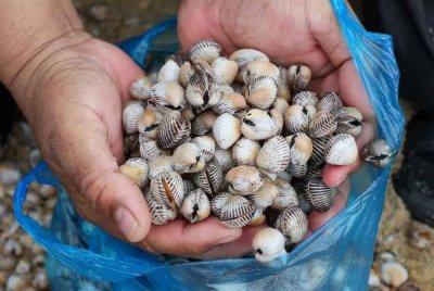 Kerang yang terdampar berikutan fenomena ombak besar dikutip oleh penduduk setempat - Foto Bernama