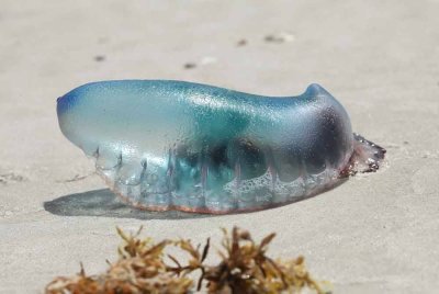 Orang ramai yang melakukan aktiviti di kawasan pantai dinasihatkan supaya berwaspada berikutan penemuan ubur-ubur beracun dikenali ubur-ubur api di beberapa pantai di Terengganu sejak beberapa hari lalu. Gambar hiasan