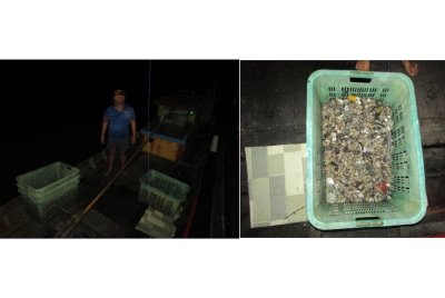 Seorang lelaki tempatan disyaki menjalankan kegiatan mencuri kerang ditahan selepas mengemukakan lesen mengambil kerang tamat tempoh dan beroperasi di luar waktu yang dibenarkan.