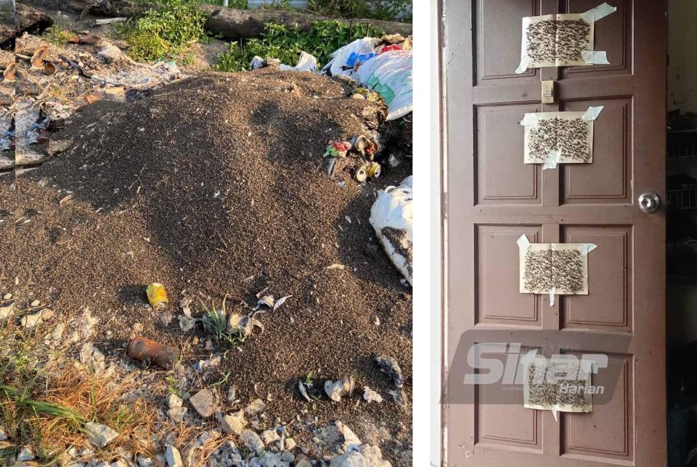 Timbunan lalat yang berjaya dikumpul dari sebuah ladang ternakan terbabit. (Gambar kanan, Keadaan di salah sebuah rumah penduduk.)