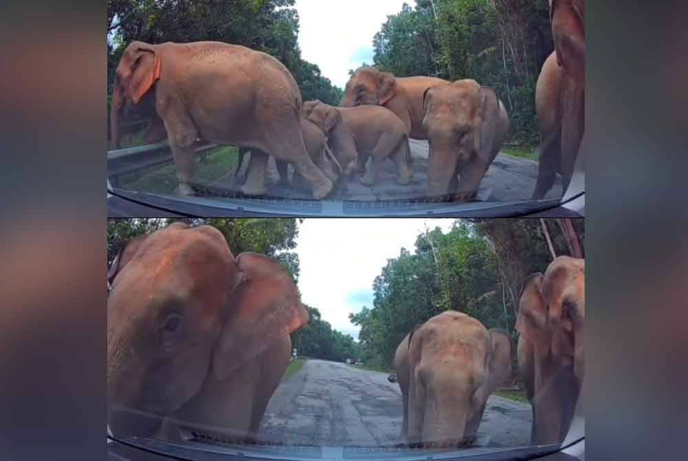 Rakaman kamera papan pemuka (dashcam) kereta milik Perodua Bezza yang menunjukkan sekumpulan gajah mendekati kenderaan.