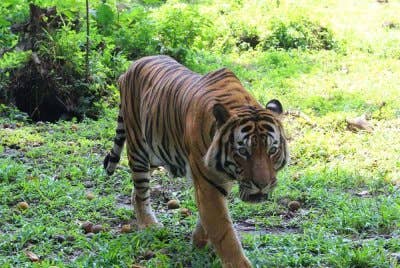 Perhilitan Perak sahkan terima aduan berhubung serangan harimau belang di kawasan berhampiran Kampung Kolam, Tanjung Rambutan. Gambar hiasan