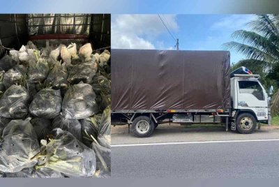 PGA Pengkalan Chepa merampas anak pokok kelapa, rambutan dan kemboja bernilai RM342,000 dalam dua serbuan berasingan pada Sabtu.