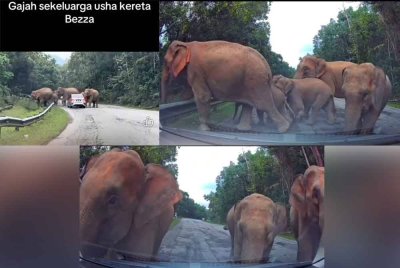 Menerusi rakaman yang tular, sekumpulan gajah dilihat bertindak mengerumuni, menggesel dan menggoncang sebuah Perodua Bezza.