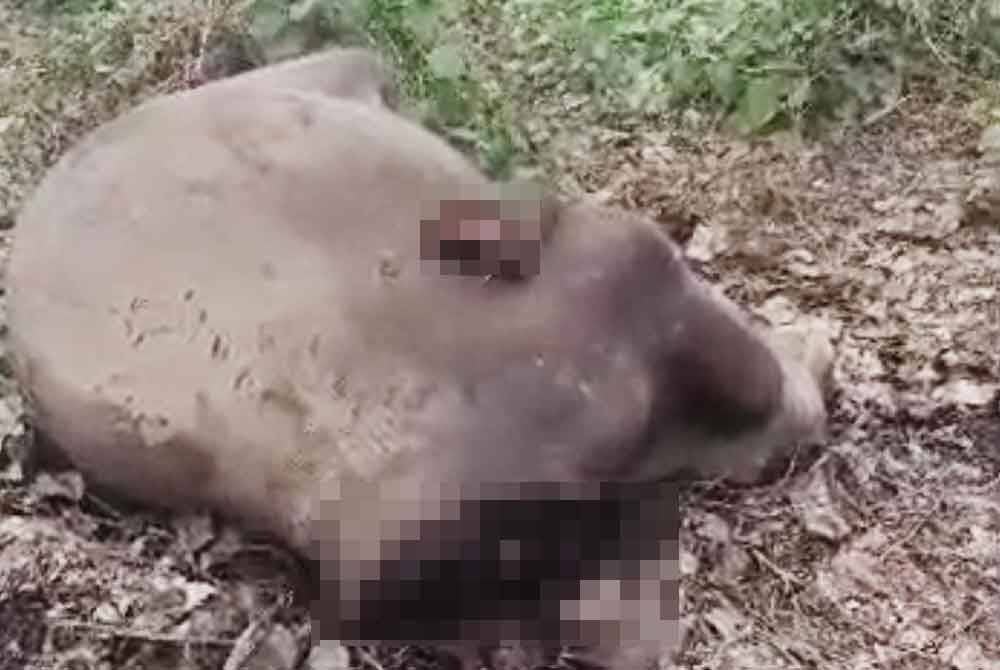 Seekor gajah ditemukan tanpa kepala dan kaki berhampiran kawasan Maliau Basin, di Kalabakan pada Ahad.