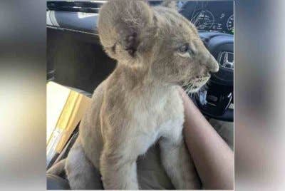 Video seekor anak singa yang dibawa bersiar-siar dalam kereta tular di media sosial di Thailand. - Foto: Agensi