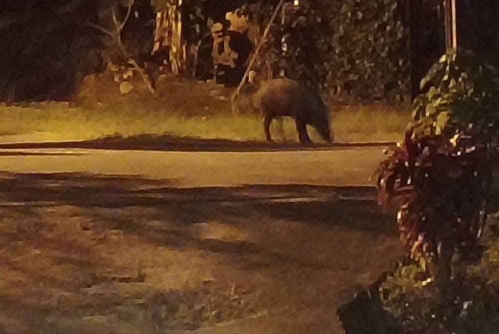 Gambar seekor babi hutan mencari makan pada waktu senja berjaya dirakamkan oleh penduduk setempat.