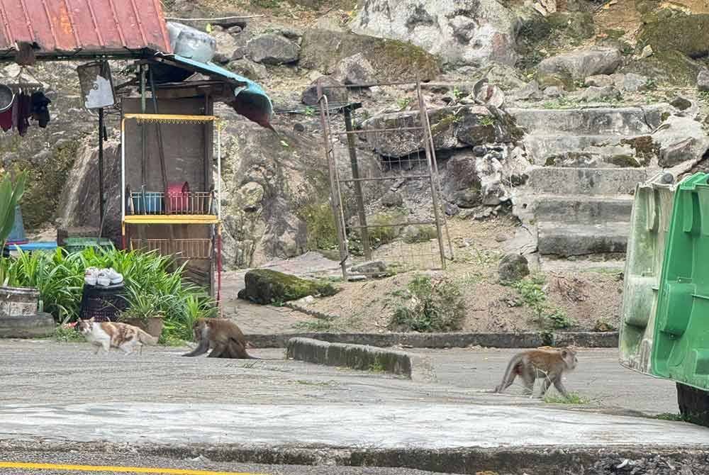 Beberapa ekor monyet berkeliaran mencari sisa makanan di kawasan flat berkenaan.