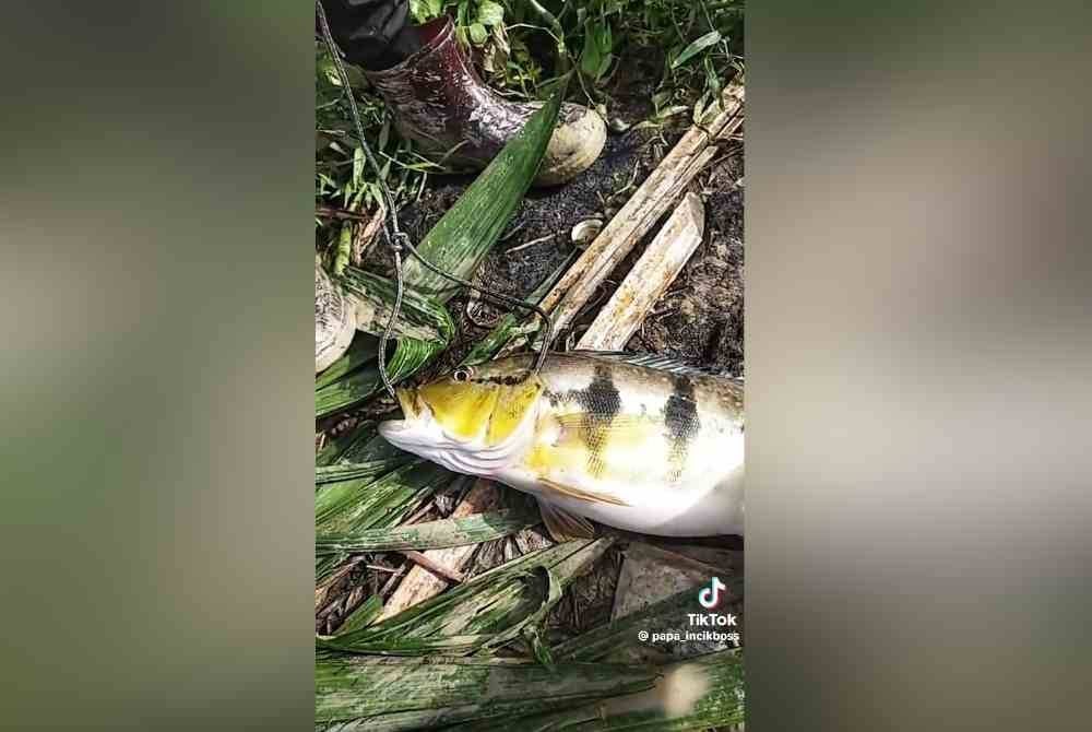 
Ikan PB yang berjaya ditangkap kali pertama di empangan terbabit. Foto TikTok Abdul Hadi