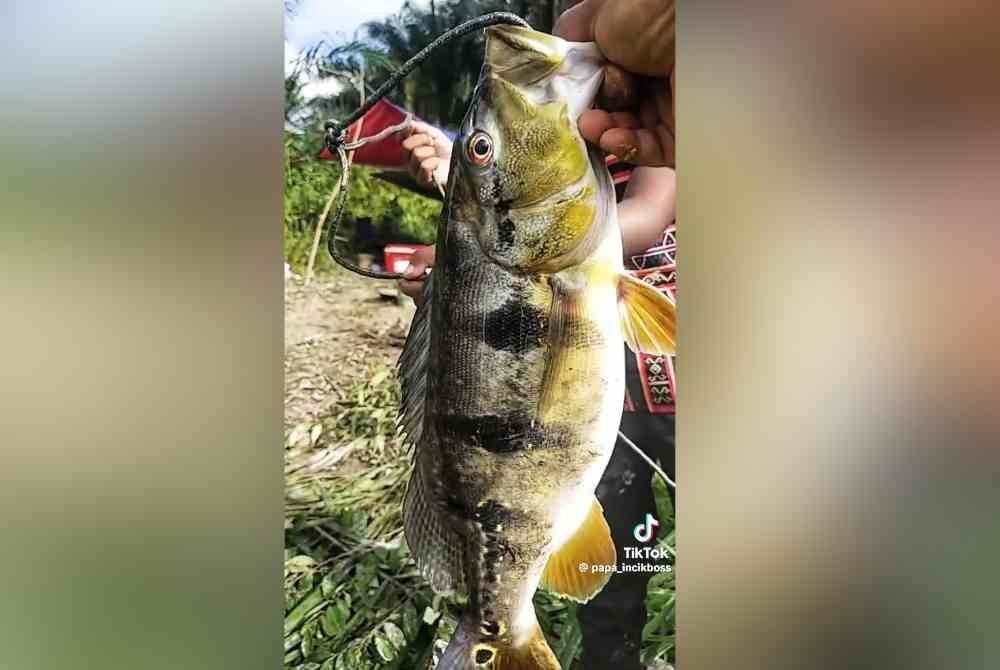 
Hasil tangkapan ikan PB yang mengejutkan kaki pancing di Empangan Kelau, Raub. Foto TikTok Abdul Hadi