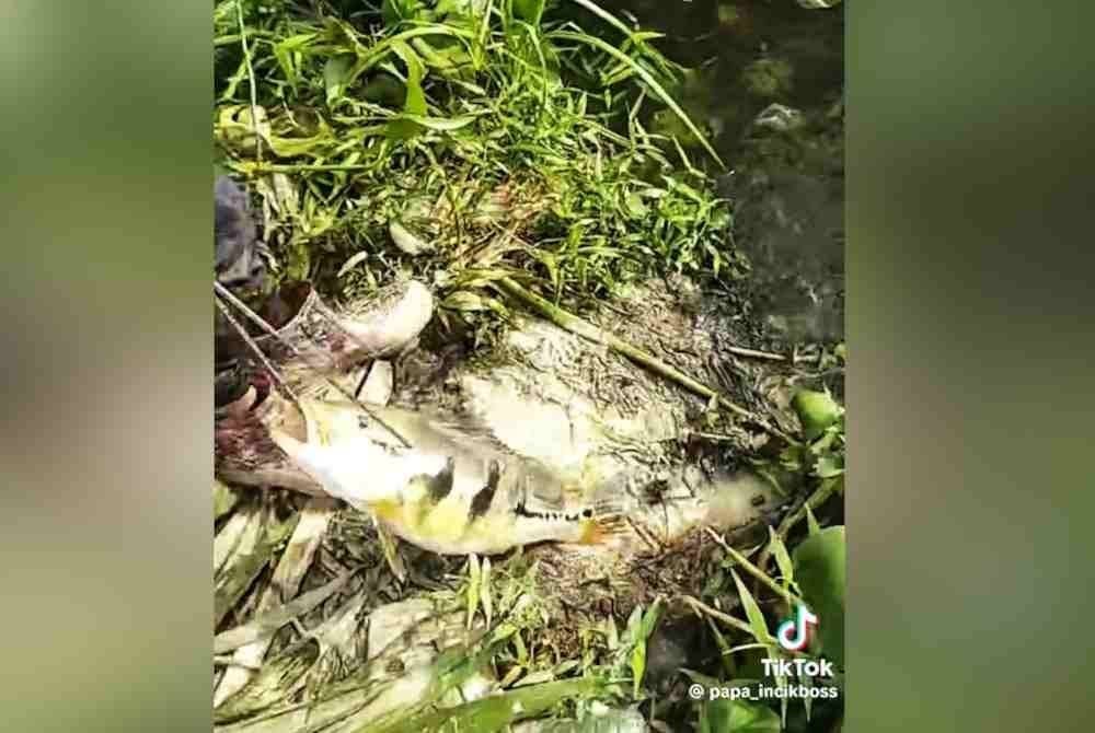 Ikan PB yang berjaya ditangkap di Empangan Kelau,Raub pada Ahad. Foto TikTok Abdul Hadi