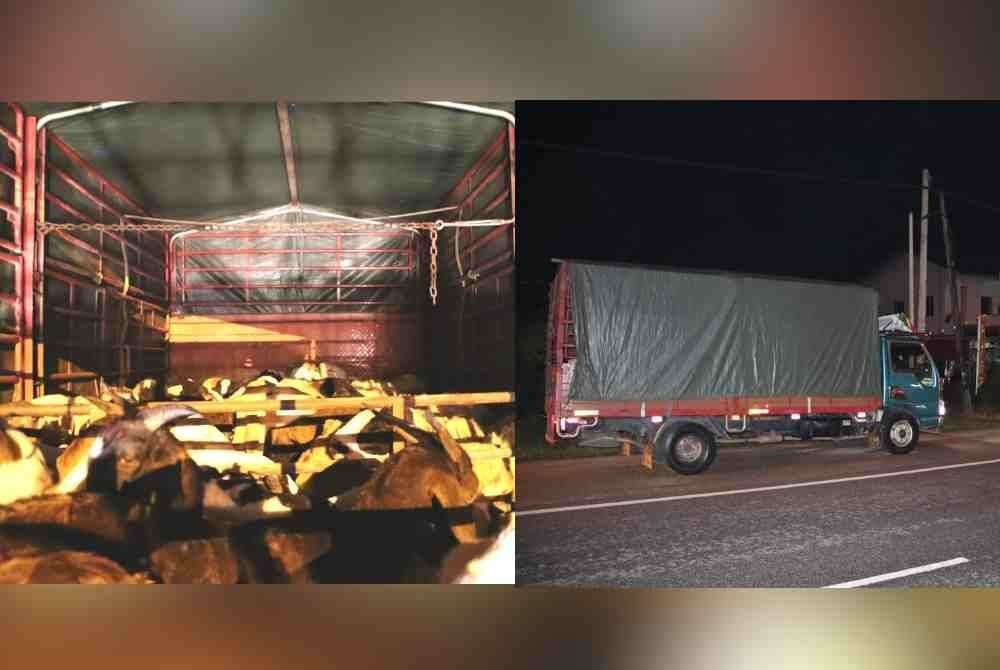 JPV Terengganu rampas 77 ekor kambing termasuk biri-biri dianggarkan bernilai RM98,500 yang dipercayai diseludup dari Thailand.