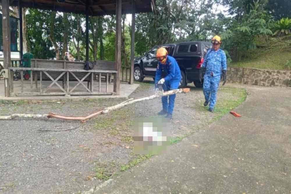 Dahan kayu yang menimpa kepala mangsa yang juga pelancong warga China ketika melawat RDC di Sepilok, Sandakan.