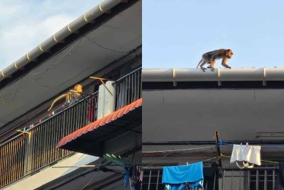 Monyet dilihat memanjat rumah penduduk untuk mendapatkan makanan.