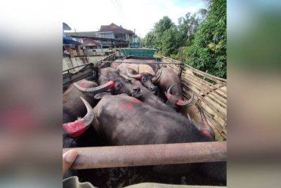 Batalion 9 Pasukan Gerakan Am (PGA) Kuala Terengganu berjaya menumpaskan kegiatan penyeludupan kerbau selepas menahan dua lelaki di Kampung Repek, Pasir Mas pada Isnin. FOTO PGA