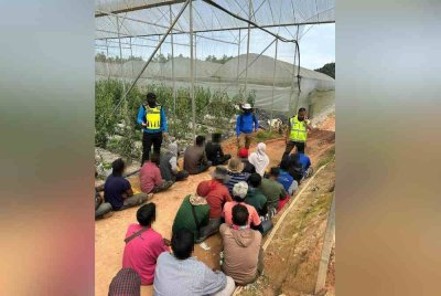 Antara yang ditahan polis dalam serbuan di ladang sayur di Tanah Tinggi Lojing, Gua Musang pada Selasa.