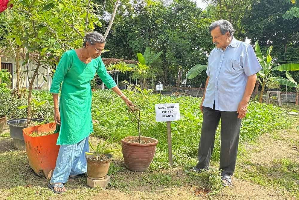 Mohideen (kanan) menunjukkan sungkupan organik untuk tanaman yang digunakan di kebun CAP.