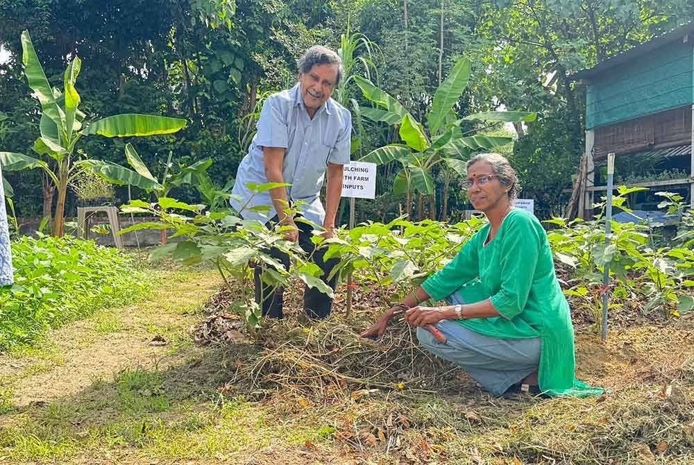 Mohideen (kiri) dan kakitangan CAP menunjukkan cara untuk menggunakan sungkupan organik di kebun CAP dalam sidang akhbar pada Khamis.
