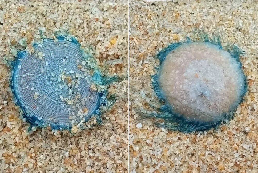 Tangkap layar video dimuat naik pengguna media sosial menunjukkan ubur-ubur yang dijumpai di Pantai Teluk Ketapang, Kuala Nerus. - Foto: Facebook Jazmah Jaz