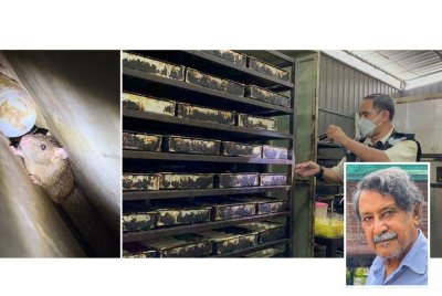 Keadaan di kilang roti di Pulau Pinang dalam serbuan yang dilakukan pihak berkuasa sebelum ini. (Gambar kecil: Mohideen)