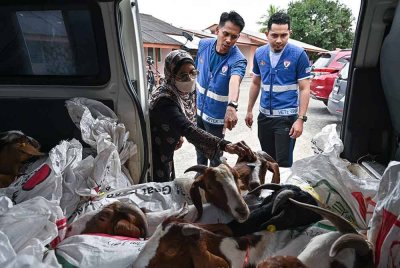 Dr Anun (kiri) memeriksa kambing yang dirampas melalui Ops Tahun Baharu Cina di Jabatan Perkhidmatan Veterinar Negeri Terengganu pada Khamis. Foto Bernama