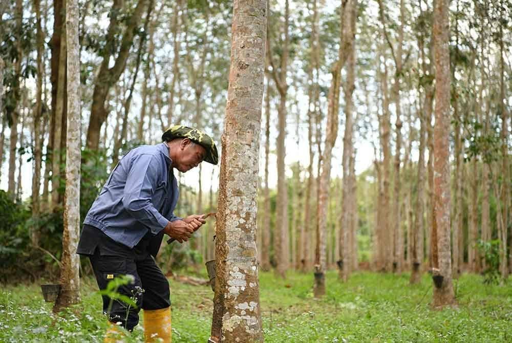 P2 Tap bukan sekadar inovasi tetapi transformasi besar yang bakal mengubah landskap industri getah.