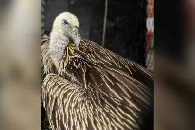 Burung hereng biasanya hidup di kawasan pergunungan tinggi di negara-negara seperti Kazakhstan, Uzbekistan, Kyrgyzstan, Tajikistan, Afghanistan, Nepal, Mongolia dan Barat China. Foto Perhilitan Selangor