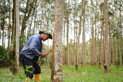 P2 Tap bukan sekadar inovasi tetapi transformasi besar yang bakal mengubah landskap industri getah.