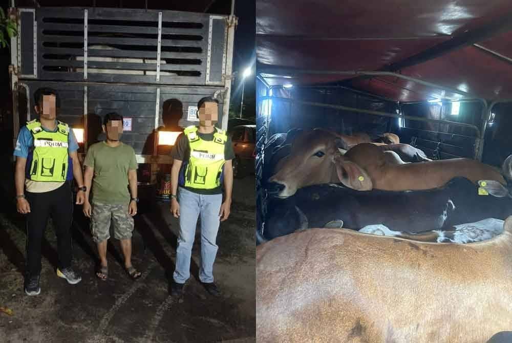 PGA Briged Tenggara menahan seorang lelaki (tengah) serta merampas sebanyak 13 ekor lembu seberat 8,450 kilogram yang dianggarkan bernilai RM126,750 di Kampung Bunohan, Tumpat pada Khamis lepas. Foto Facebook PGA Briged Tenggara