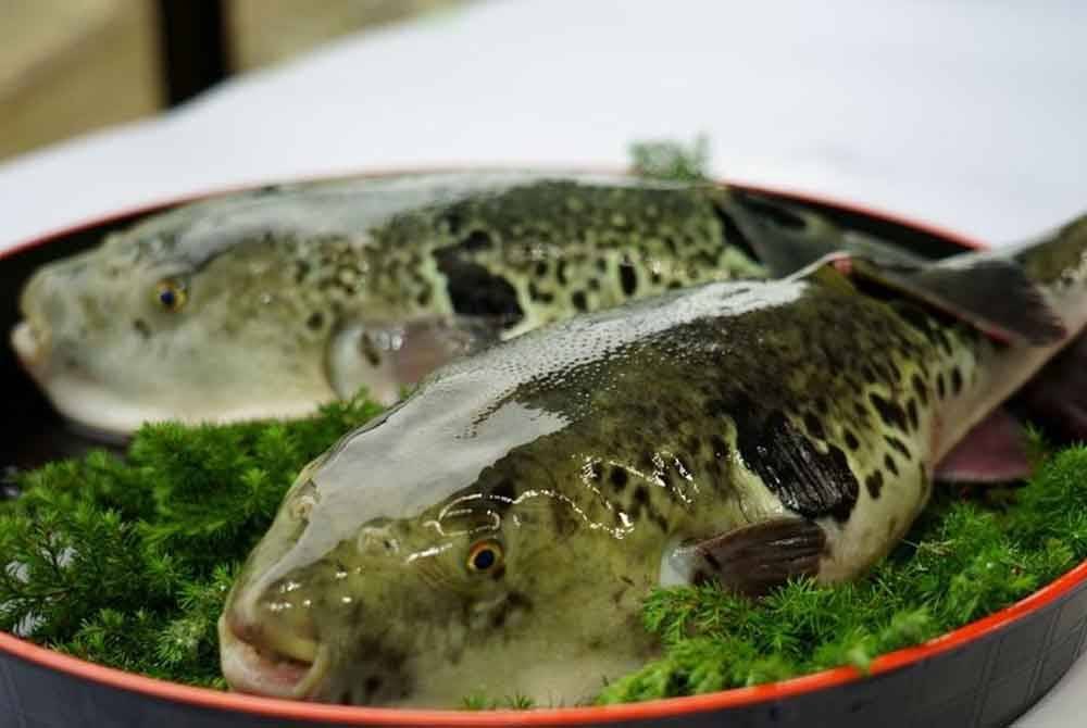 Empat sekeluarga mengalami keracunan selepas memakan ikan buntal yang dimasak sendiri dalam kejadian di Kota Marudu pada Jumaat. - Gambar hiasan