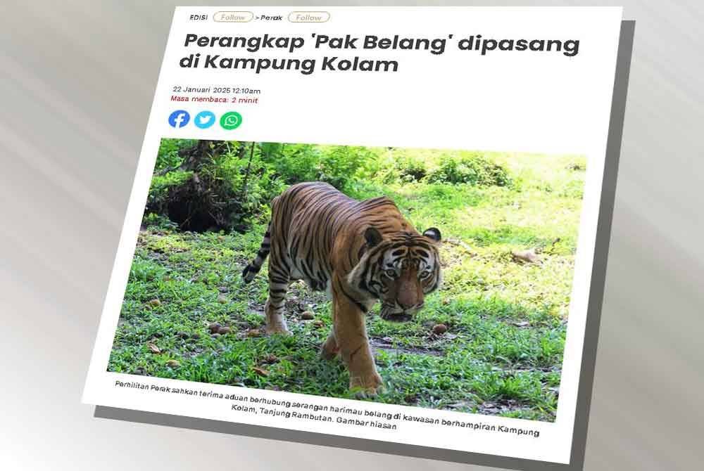 Laporan Sinar Harian berkaitan kemunculan 'Pak Belang' di Kampung Kolam Air