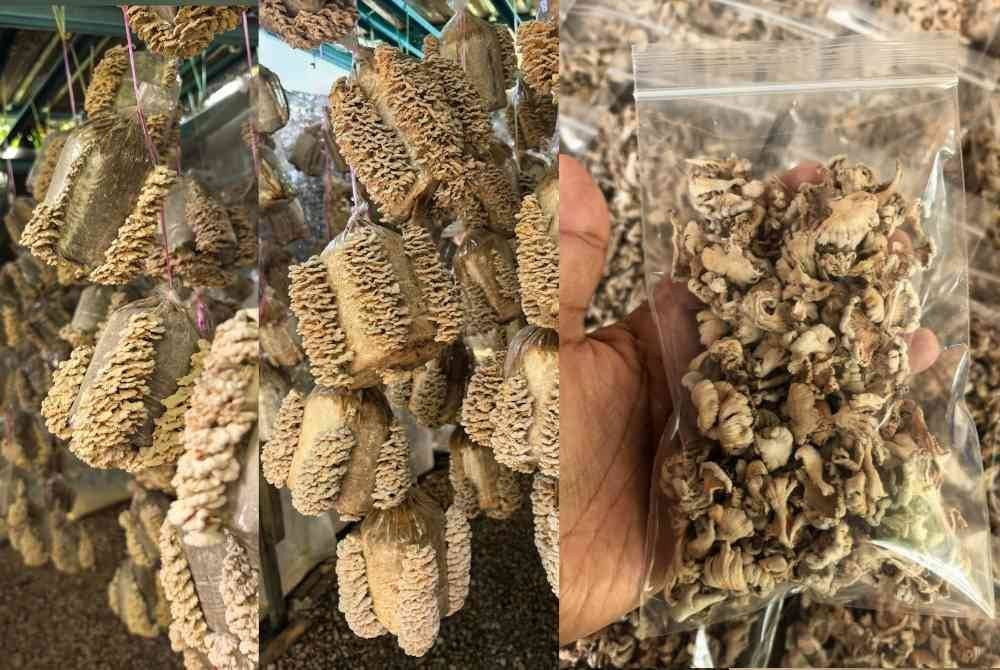 Antara produk cendawan dan bongkah cendawan yang dijual di seluruh negara.