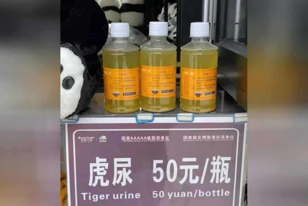 Zoo yang dikenali sebagai tarikan pelancong bertaraf dunia itu turut mendakwa bahawa air kencing harimau tersebut mempunyai kesan terapeutik bagi merawat pelbagai jenis penyakit. - Foto: Agensi