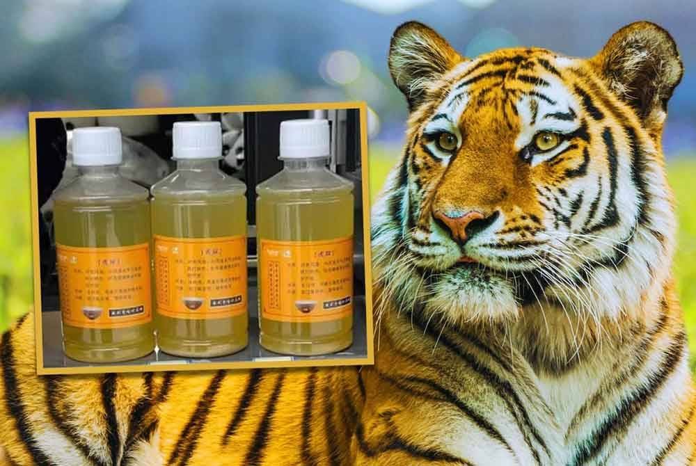 Sebuah zoo di China berdepan kritikan hebat selepas menjual air kencing harimau Siberia pada harga 50 yuan atau RM30.27 sebotol yang didakwa mampu merawat penyakit sendi - Foto: Agensi