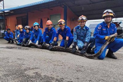 APM Daerah Besut menangkap seekor ular sawa batik seberat 130 kilogram.