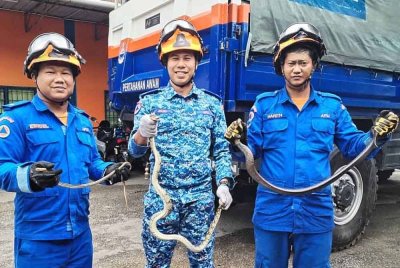 Anggota APM menunjukkan beberapa spesis ular yang ditangkap selepas dilaporkan memasuki rumah penduduk di sekitar daerah Besut sepanjang musim tengkujuh baru-baru ini.