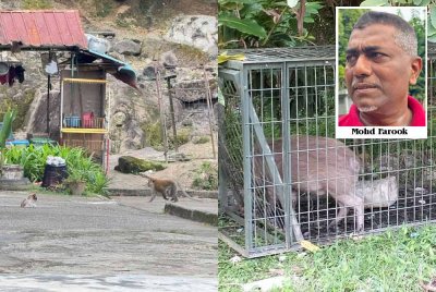 Didapati dua ekor monyet liar berkeliaran di sekitar kawasan Flat Bukit Gedong. Foto kanan: Sepanjang dua minggu lalu, seekor babi hutan masuk perangkap yang dipasang Jabatan Perhilitan Pulau Pinang.