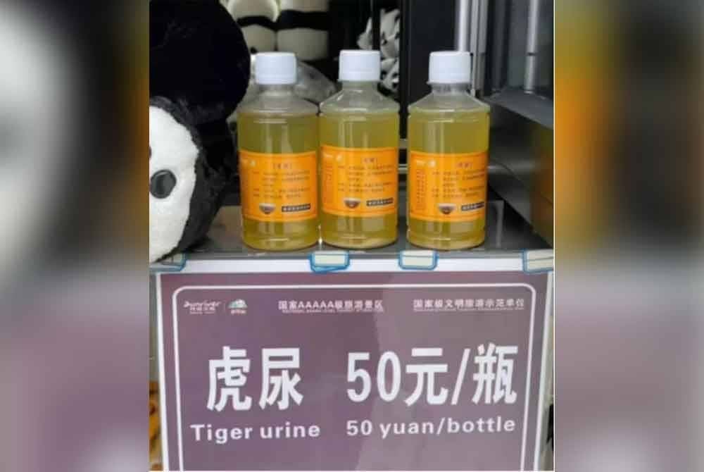 Air kencing harimau dijual 50 yuan (RM30) sebotol di sebuah zoo di China. - Agensi
