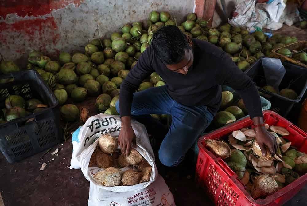 Seorang pekerja Anba Coconut Trading Sdn Bhd menyusun bekalan kelapa yang jauh berkurangan berbanding tahun lalu, di premis perniagaan mereka di Lorong Abu Siti.
Jika sebelum ini ruang premis dipenuhi timbunan kelapa, tahun ini bekalan merosot hingga 80 hingga 90 peratus, menyebabkan syarikat itu tidak dapat menerima tempahan kelapa untuk sambutan Thaipusam. - Foto Bernama