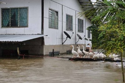 Sekumpulan angsa ditemui di Kampung Hulu Serian yang dilanda bencana banjir. Foto Bernama